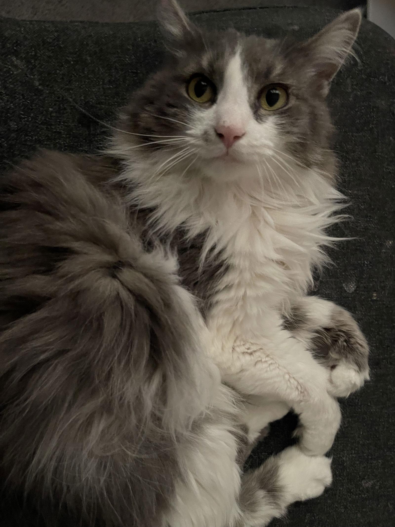 Lennox, a Adoptable Domestic Long Hair in Florence, KY image 3/3