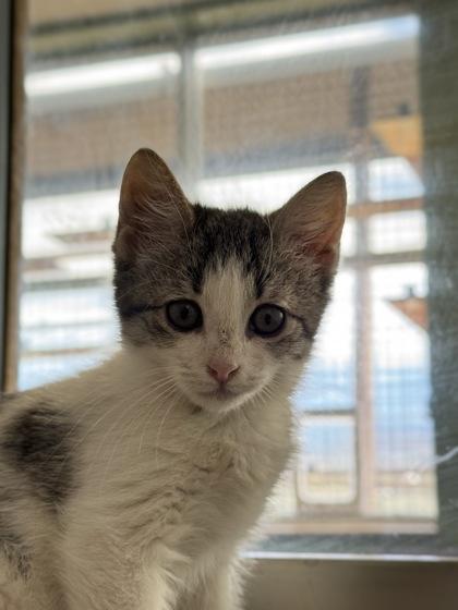 Enlarge Oakley, an adoptable Domestic Short Hair in Eagle, CO image 1/3