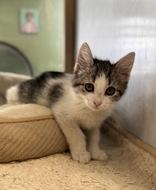 Enlarge Oakley, an adoptable Domestic Short Hair in Eagle, CO image 3/3