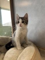 Enlarge Oakley, an adoptable Domestic Short Hair in Eagle, CO image 2/3