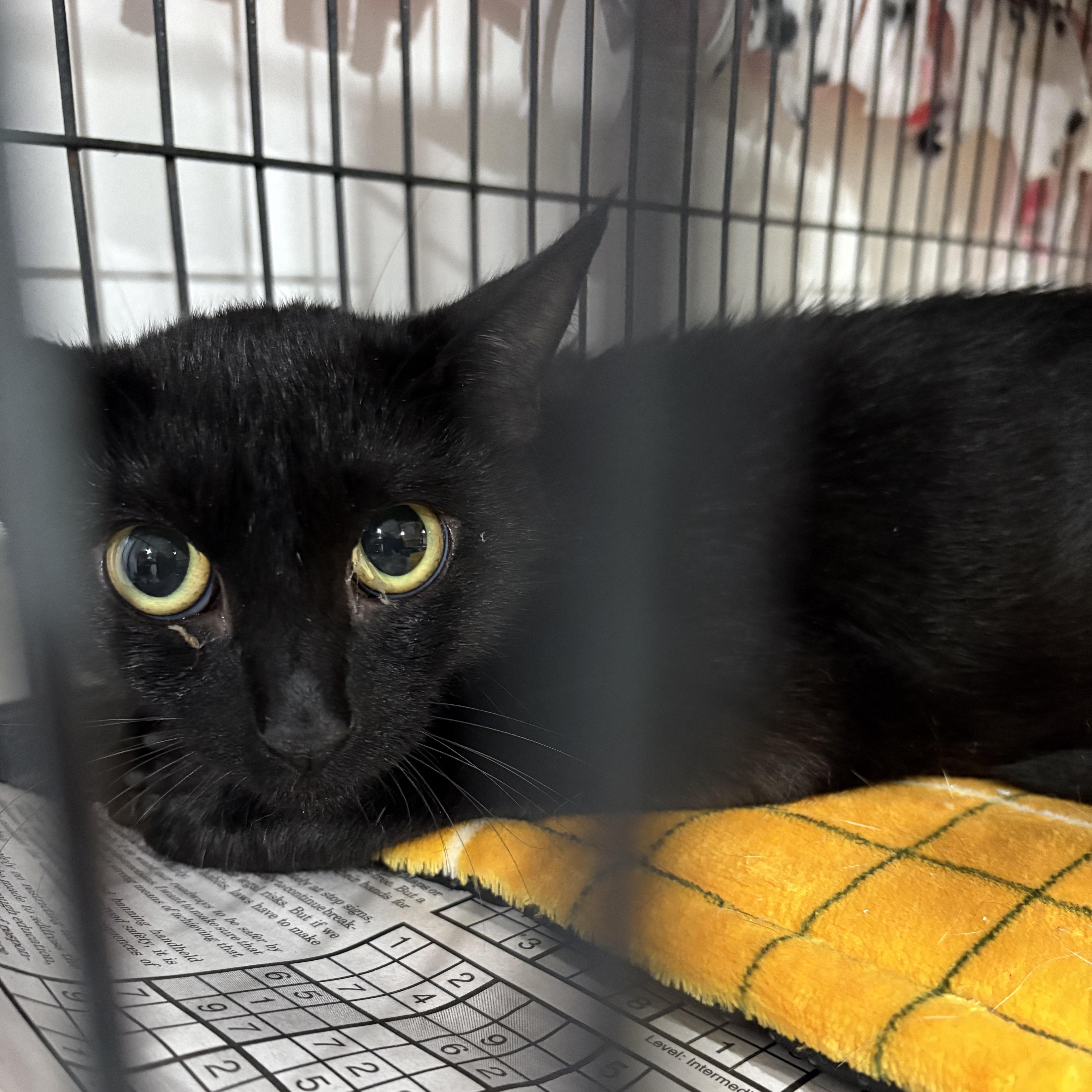 Enlarge Sidney, a Adoptable Domestic Short Hair in North Huntingdon, PA image 2/4