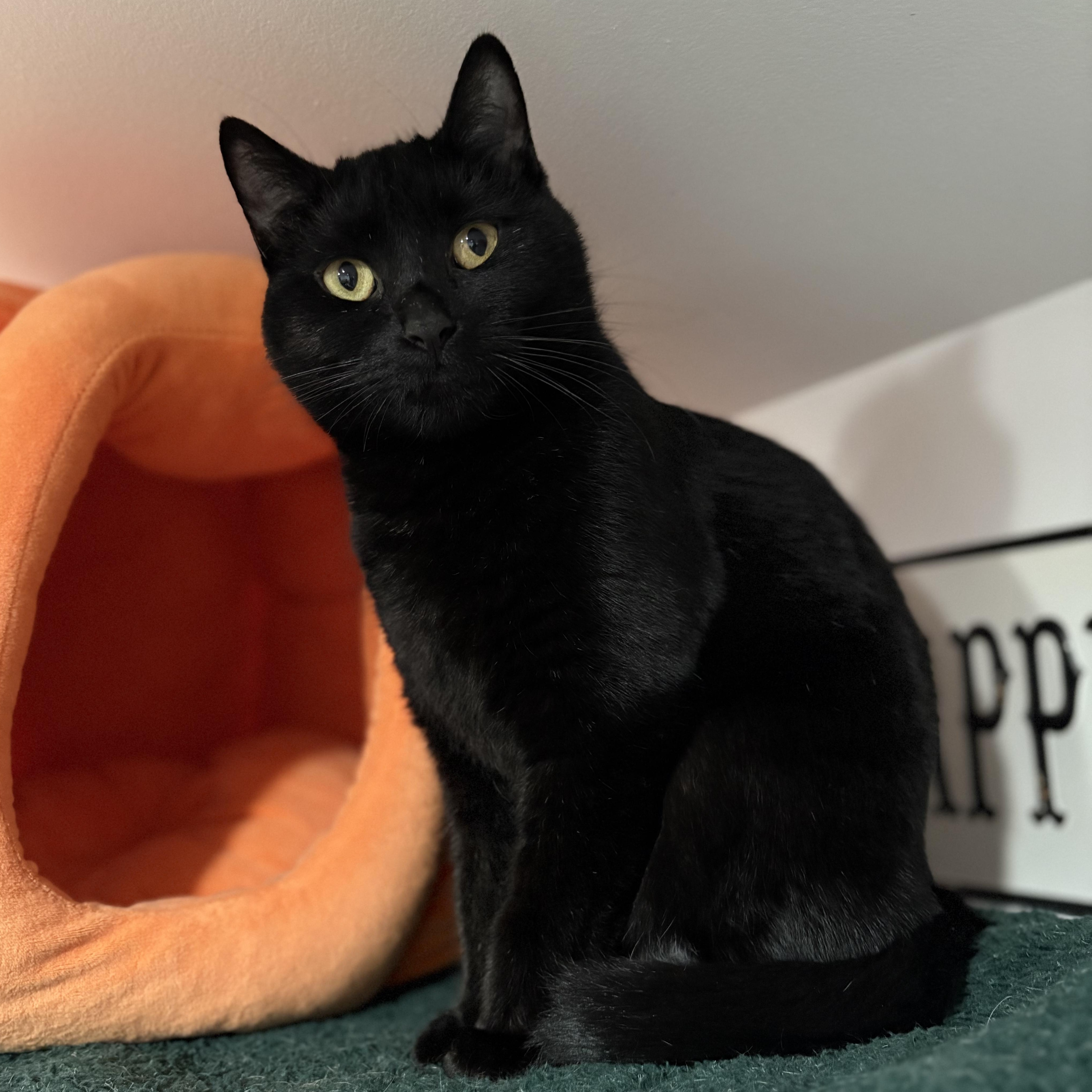Sidney, Adoptable, Adult Female Domestic Short Hair.
