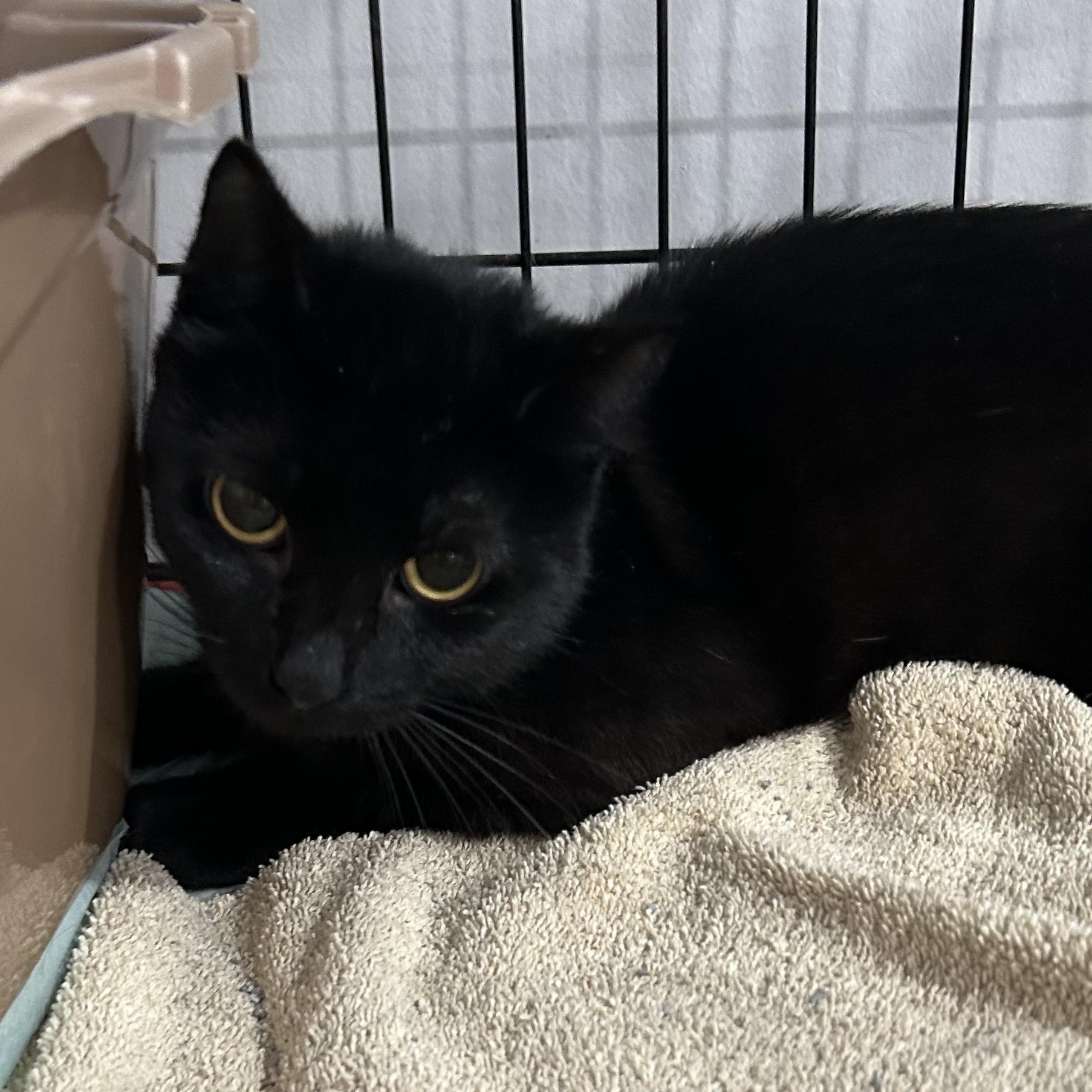 Enlarge Sidney, a Adoptable Domestic Short Hair in North Huntingdon, PA image 3/4