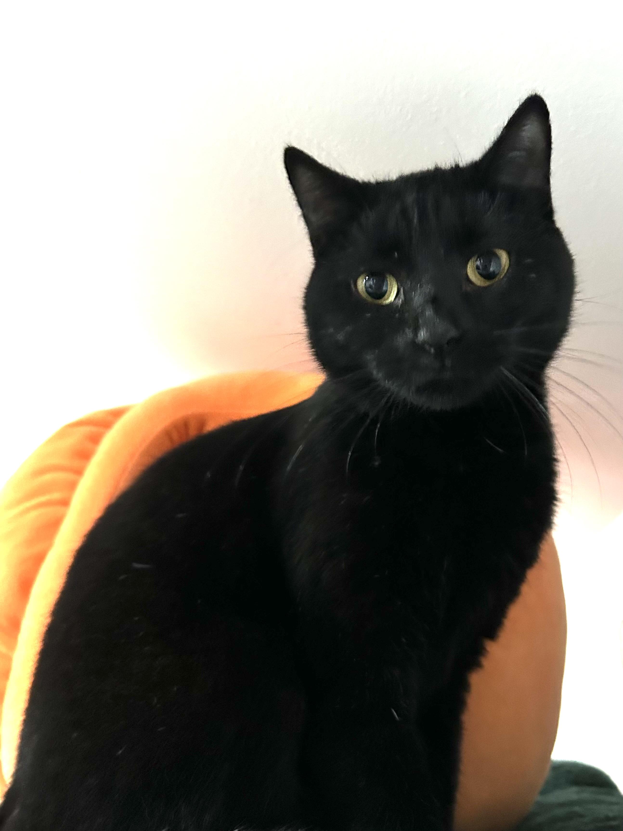 Enlarge Sidney, a Adoptable Domestic Short Hair in North Huntingdon, PA image 4/4