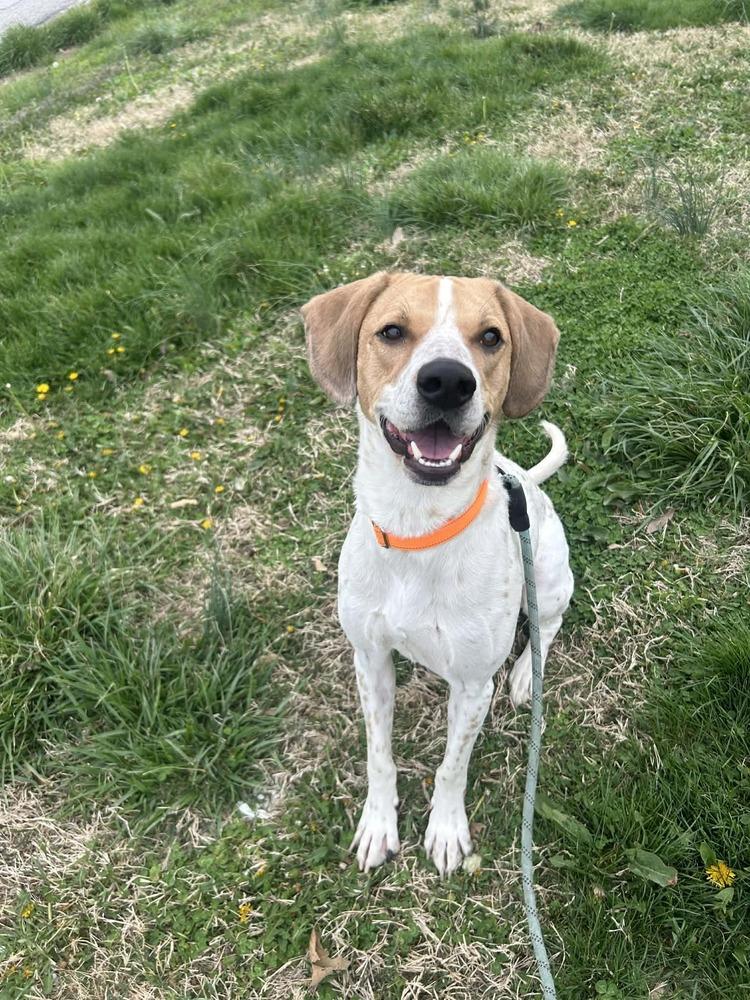 Enlarge Diesel, a Adoptable English Coonhound in Evansville, IN image 1/4