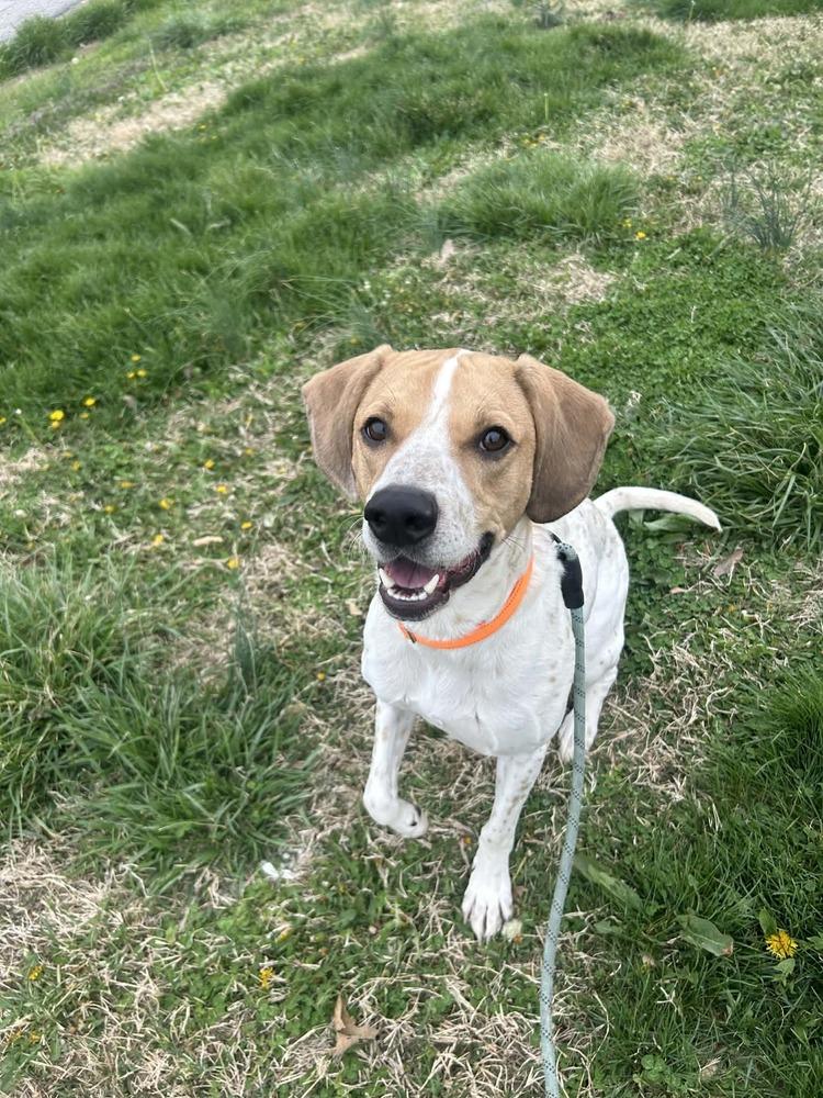 Enlarge Diesel, a Adoptable English Coonhound in Evansville, IN image 2/4