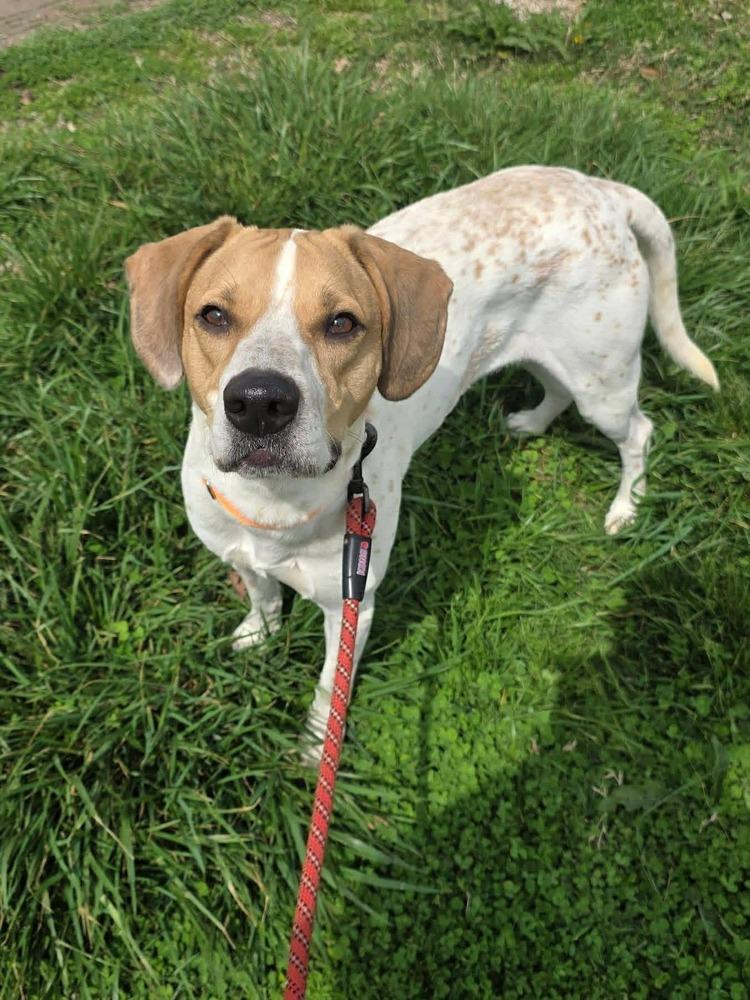 Enlarge Diesel, a Adoptable English Coonhound in Evansville, IN image 3/4