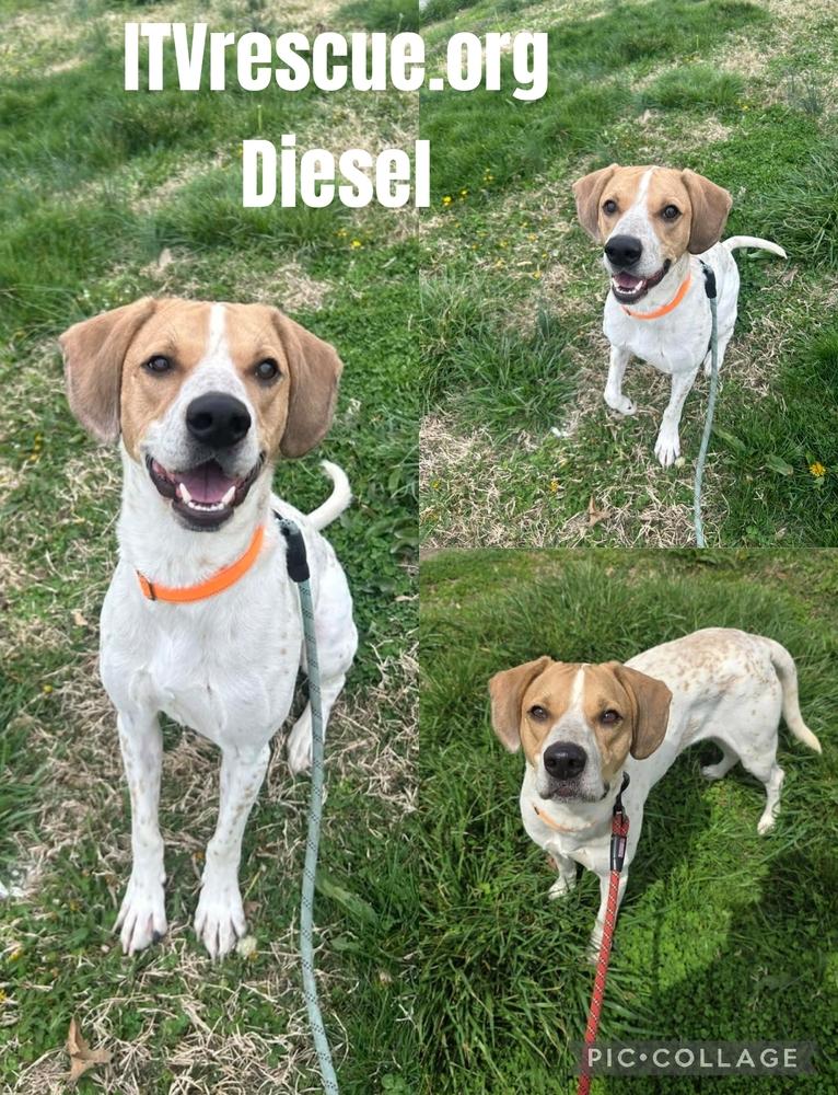Enlarge Diesel, a Adoptable English Coonhound in Evansville, IN image 4/4