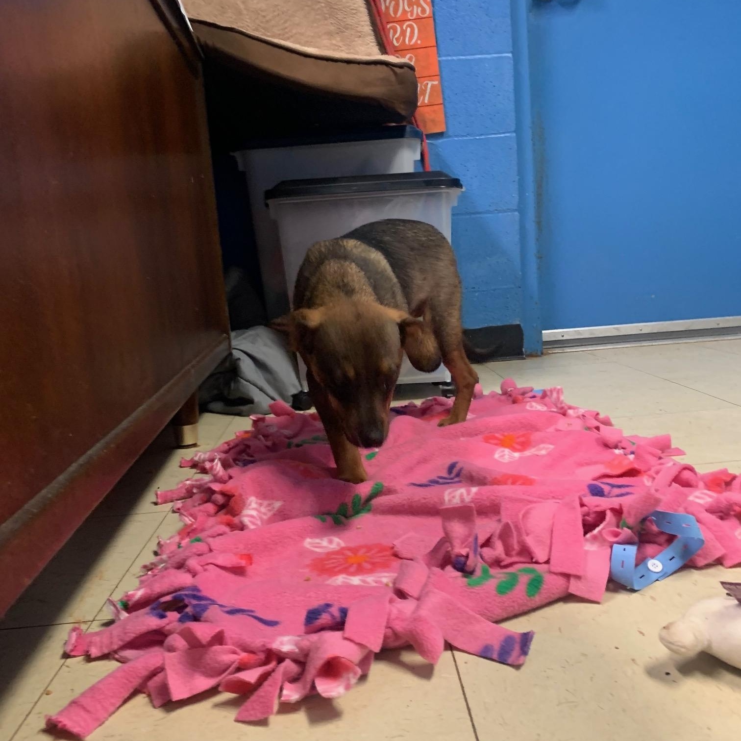 Brooklyn, Adopted, Puppy Female Miniature Pinscher & Dachshund.