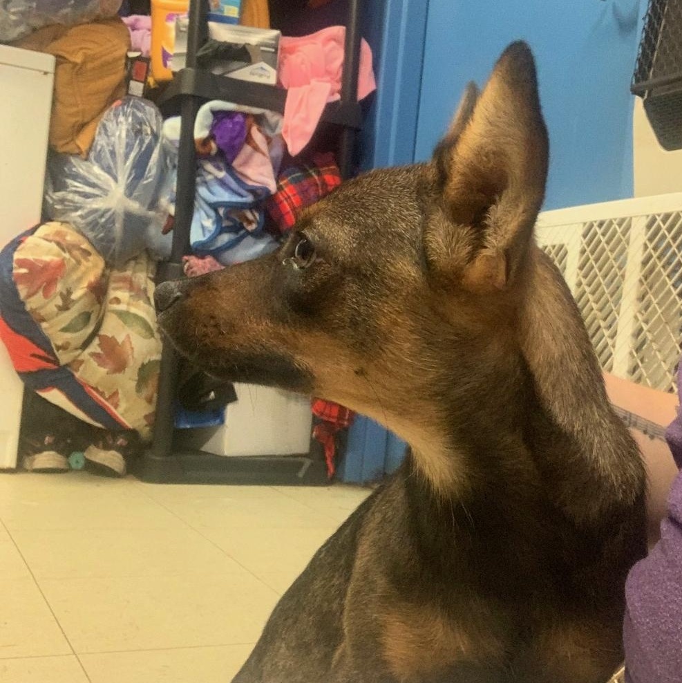 Enlarge Brooklyn, a Adopted mixed breed in McArthur, OH image 2/3