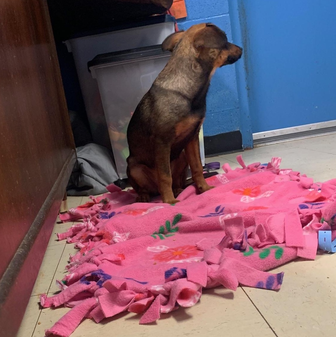 Enlarge Brooklyn, a Adopted mixed breed in McArthur, OH image 3/3