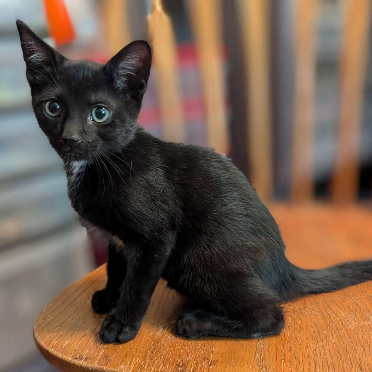 Meet Obiwan!  Born on May 4th...  The quiet capable kitten.