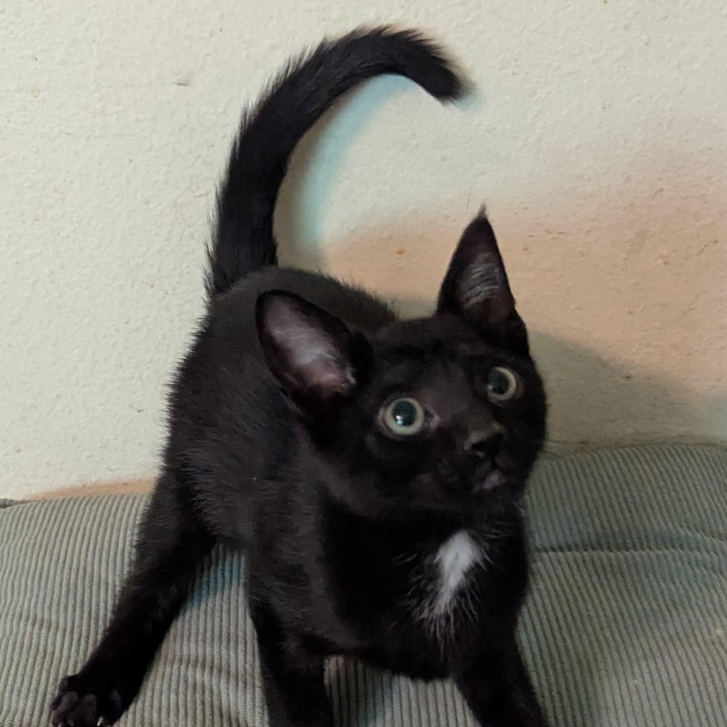 Meet Obiwan!  Born on May 4th...  The quiet capable kitten.