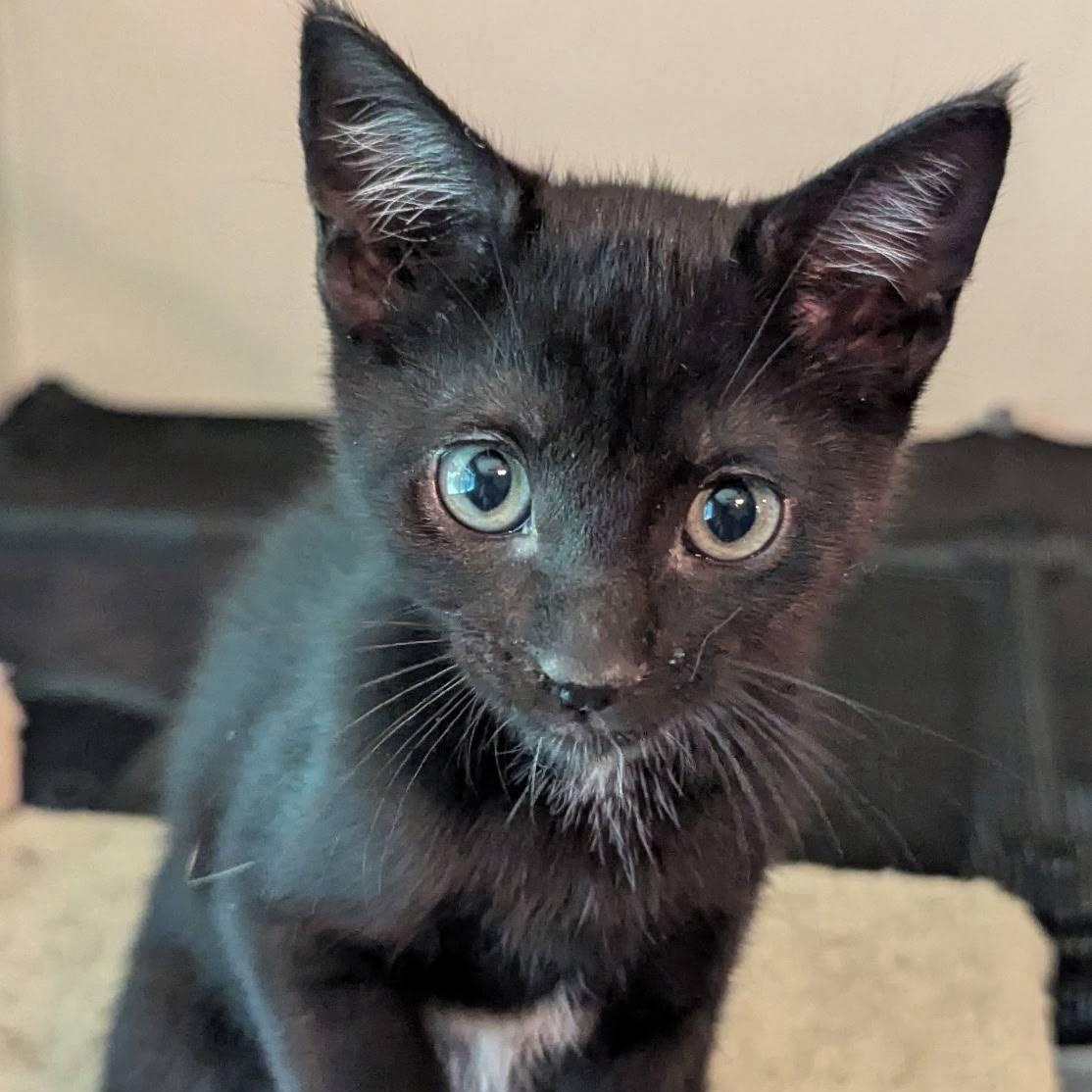 Meet Obiwan!  Born on May 4th...  The quiet capable kitten.