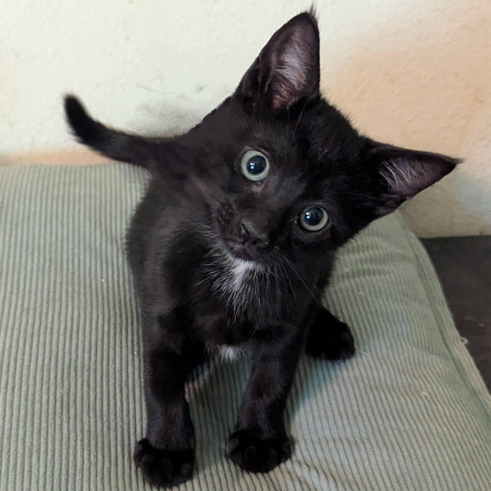 Meet Obiwan!  Born on May 4th...  The quiet capable kitten.