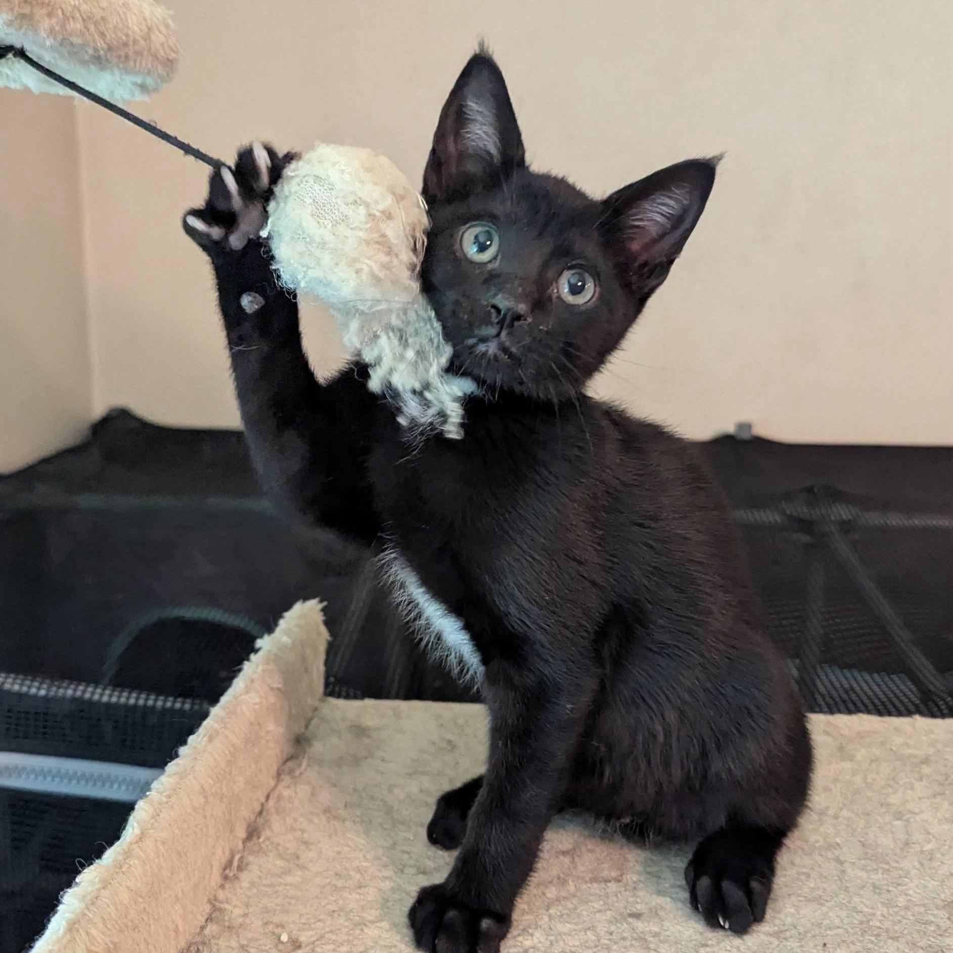 Meet Obiwan!  Born on May 4th...  The quiet capable kitten.