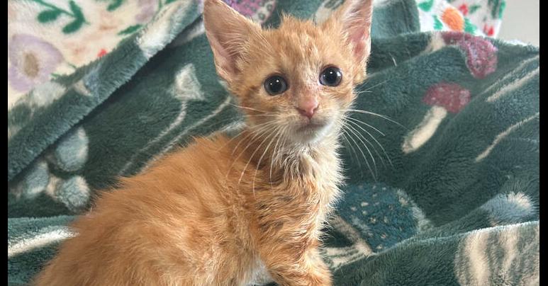 Clover, Adoptable, Kitten Female Domestic Short Hair.