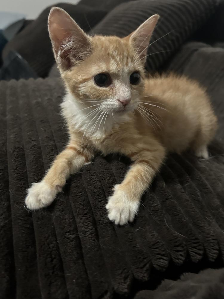 Enlarge Clover, a Adoptable Domestic Short Hair in Kannapolis, NC image 2/2