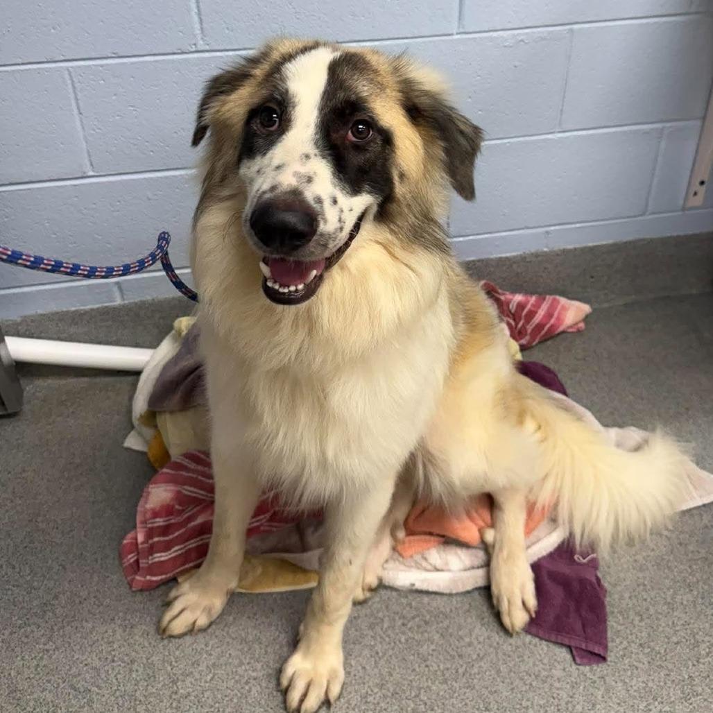 Sage, Adoptable, Young Male Great Pyrenees.