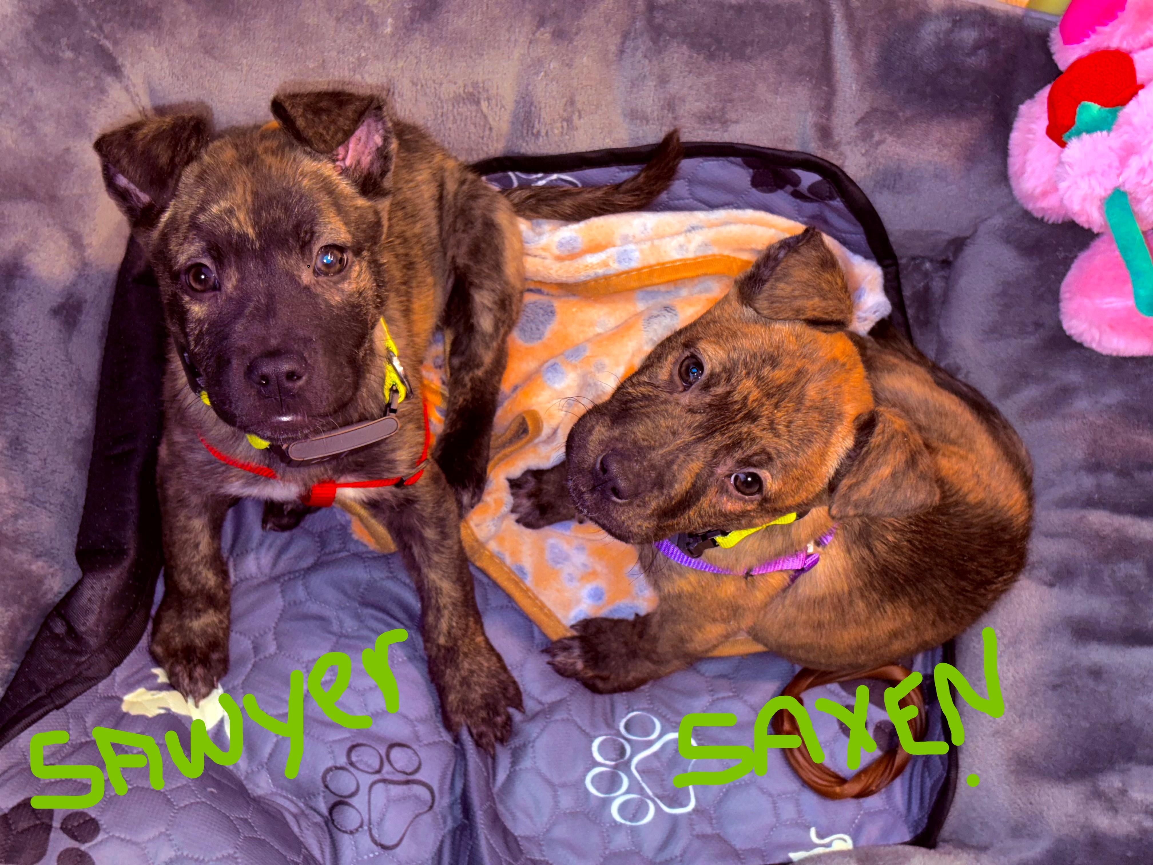 Sawyer Incredible — thumbnail 2