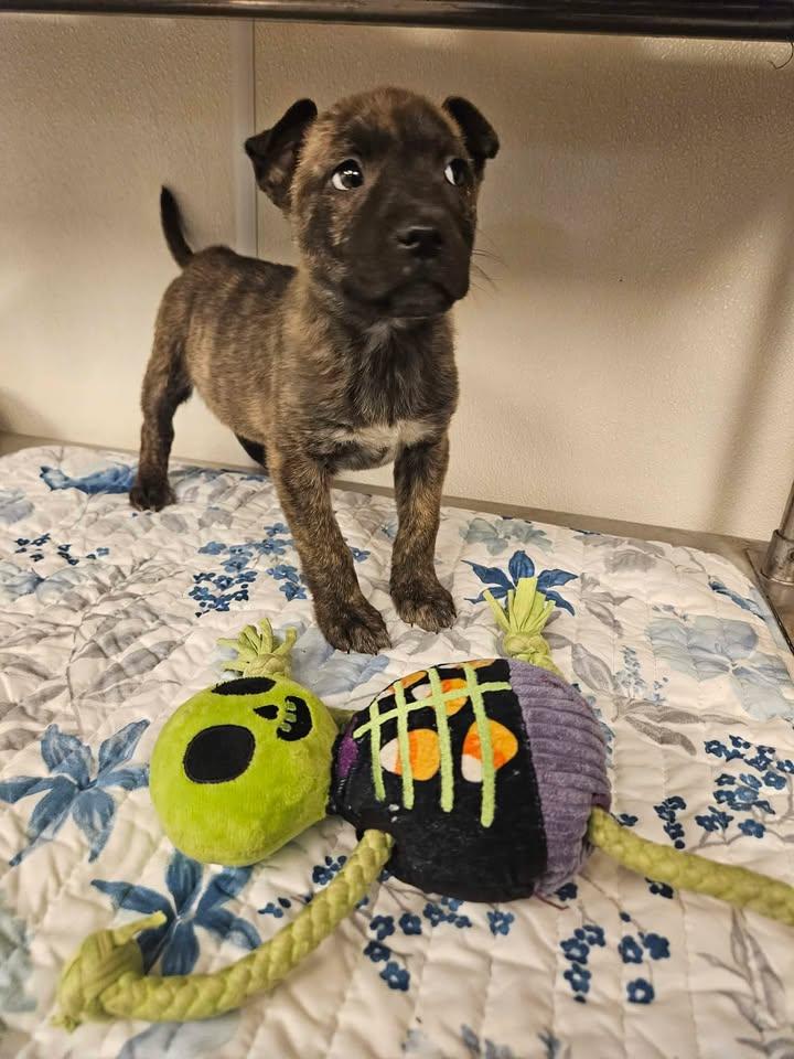 Sawyer Incredible — thumbnail 3