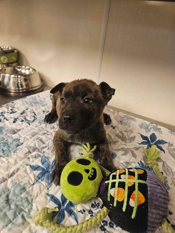 Sawyer Incredible — thumbnail 4