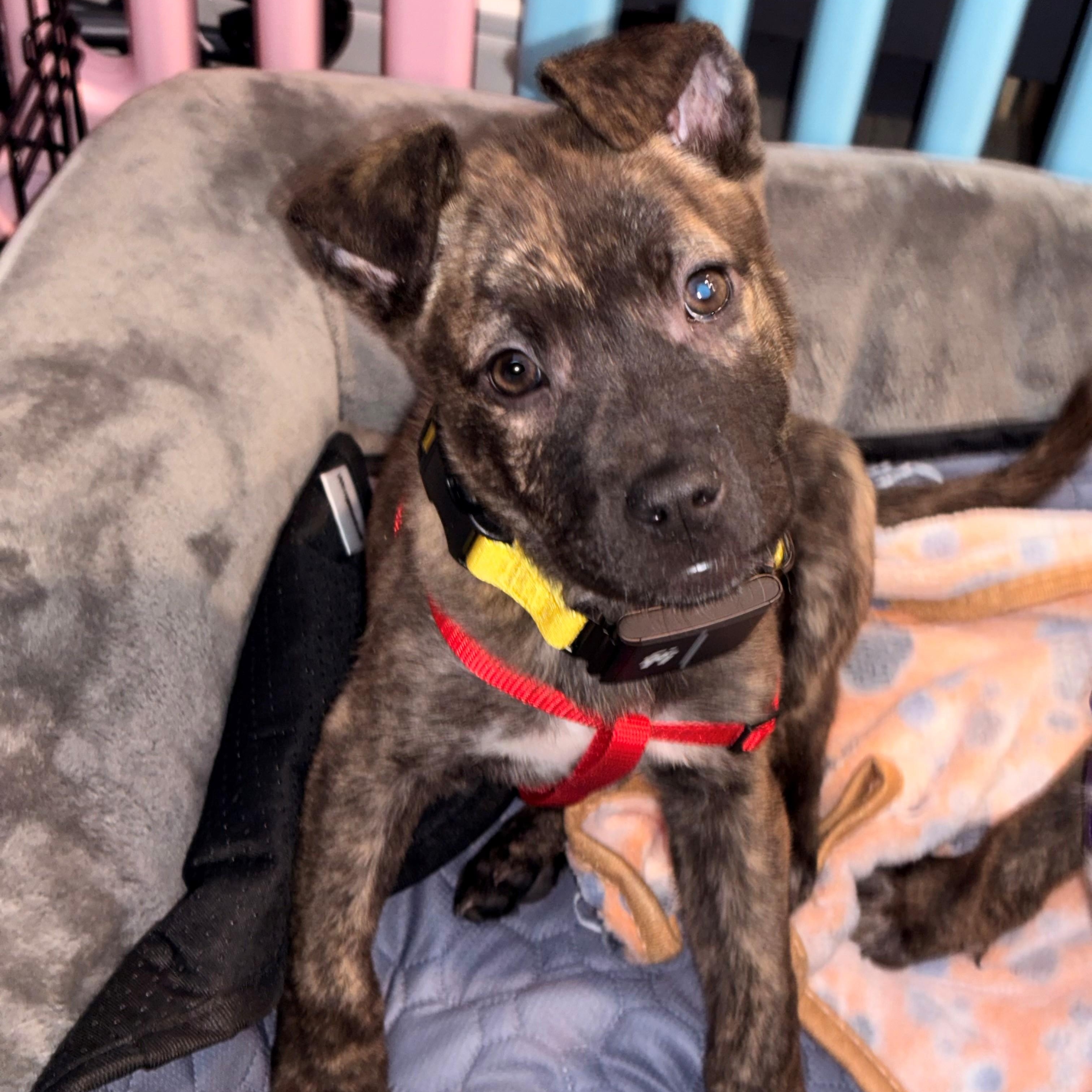 Sawyer Incredible — thumbnail 5