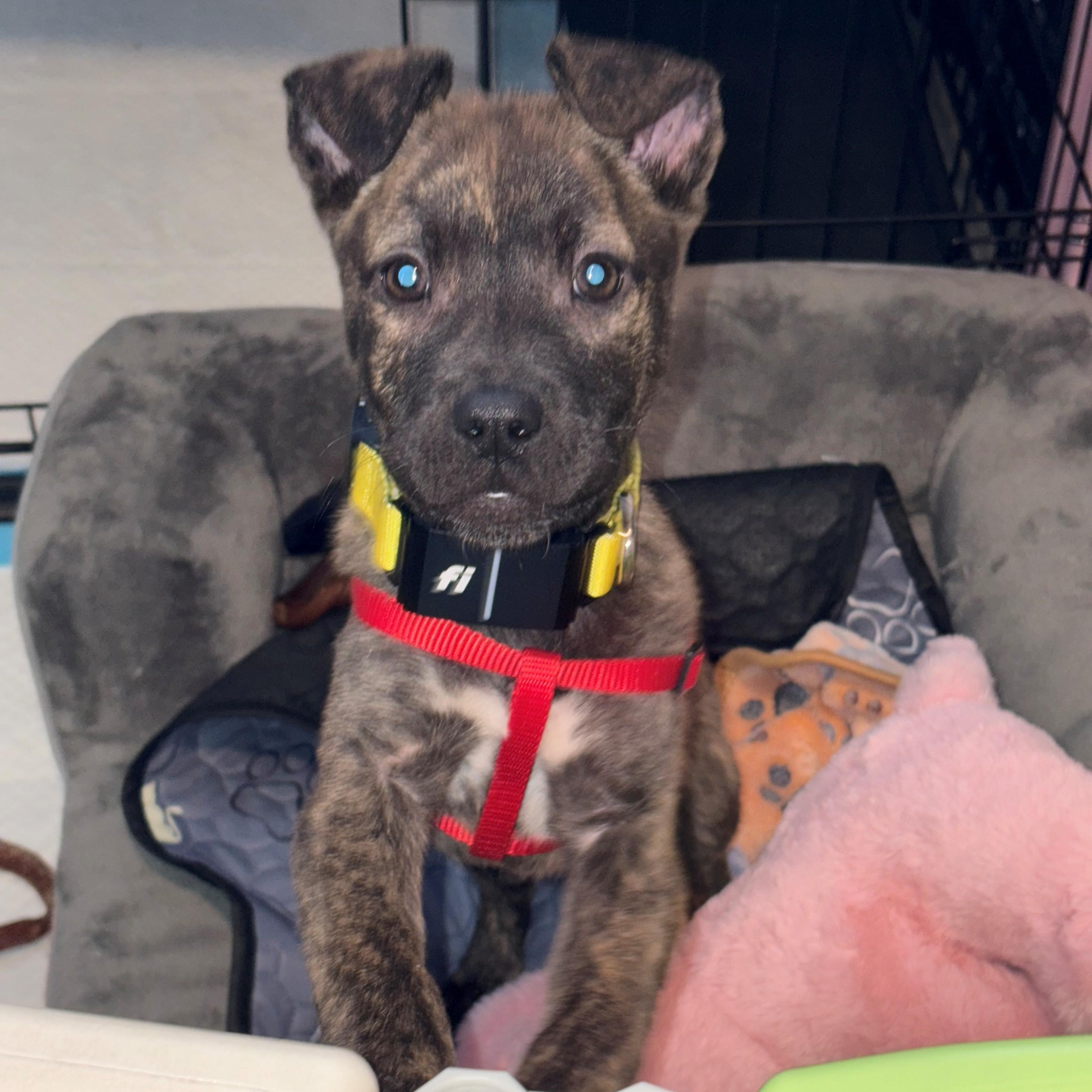 Sawyer Incredible — thumbnail 6