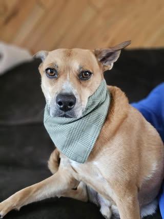 Trader Jo, an adoptable Mixed Breed in Watertown, WI, 53094 | Photo Image 3