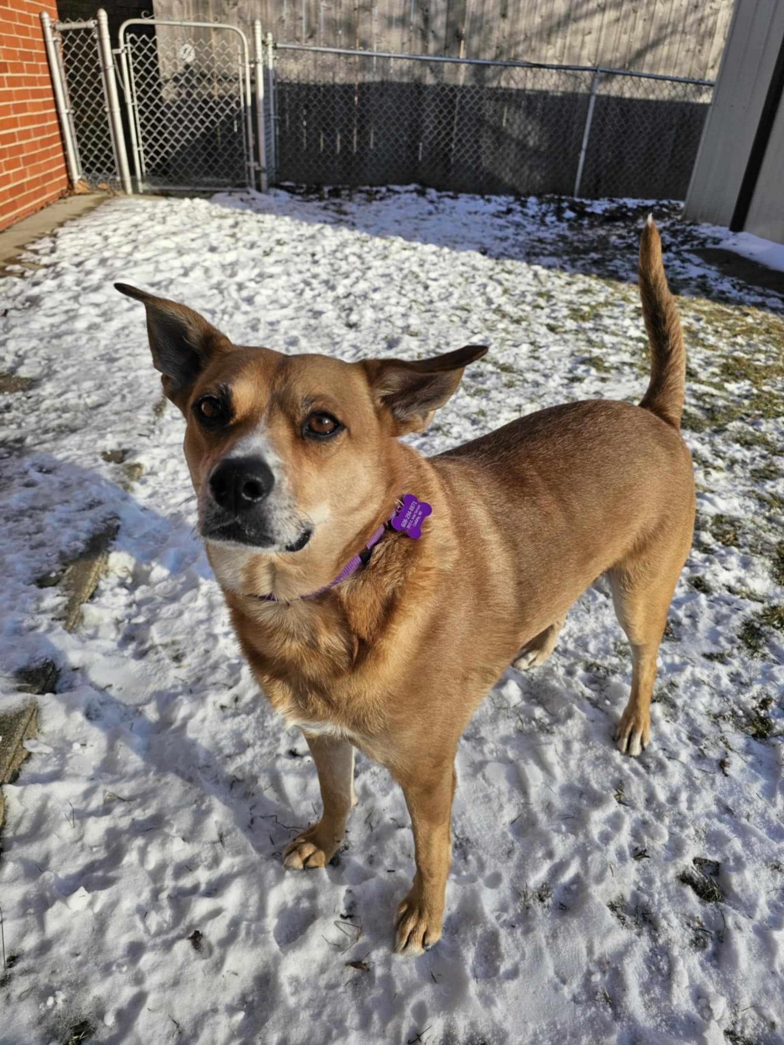 Trader Jo, an adoptable Mixed Breed in Watertown, WI, 53094 | Photo Image 4