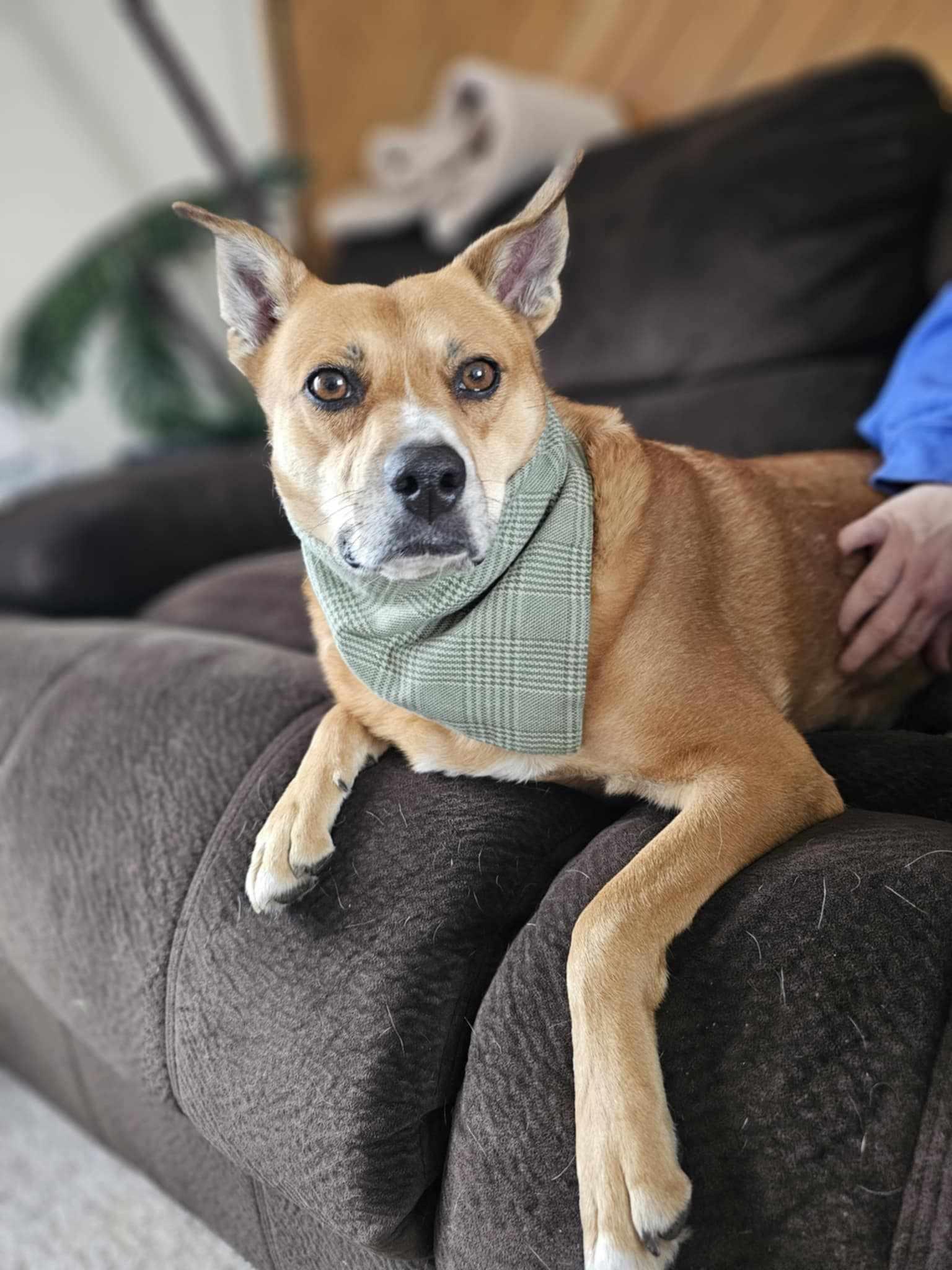 Trader Jo, an adoptable Mixed Breed in Watertown, WI, 53094 | Photo Image 2