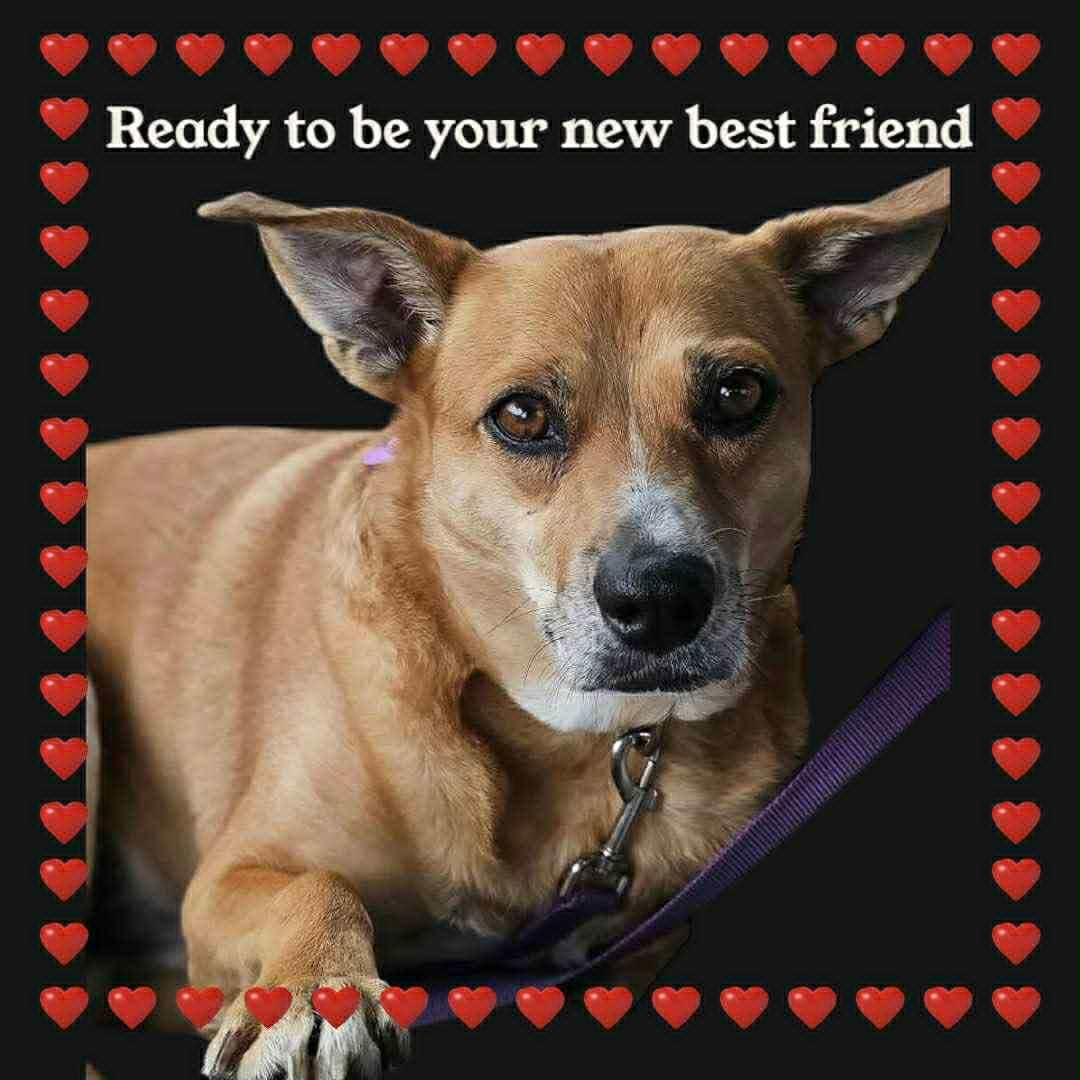 Trader Jo, an adoptable Mixed Breed in Watertown, WI, 53094 | Photo Image 1