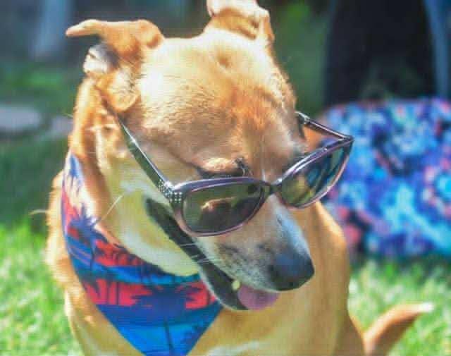 Trader Jo, an adoptable Mixed Breed in Watertown, WI, 53094 | Photo Image 3