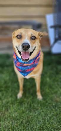 Trader Jo, an adoptable Mixed Breed in Watertown, WI, 53094 | Photo Image 1