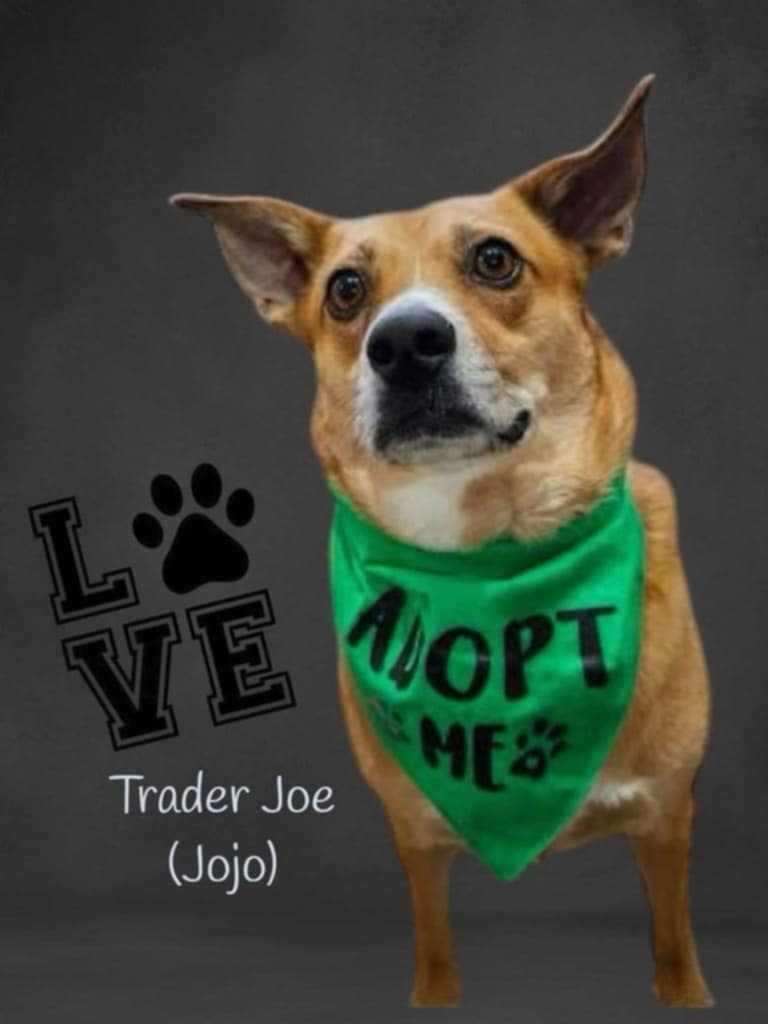 Trader Jo, an adoptable Mixed Breed in Watertown, WI, 53094 | Photo Image 5