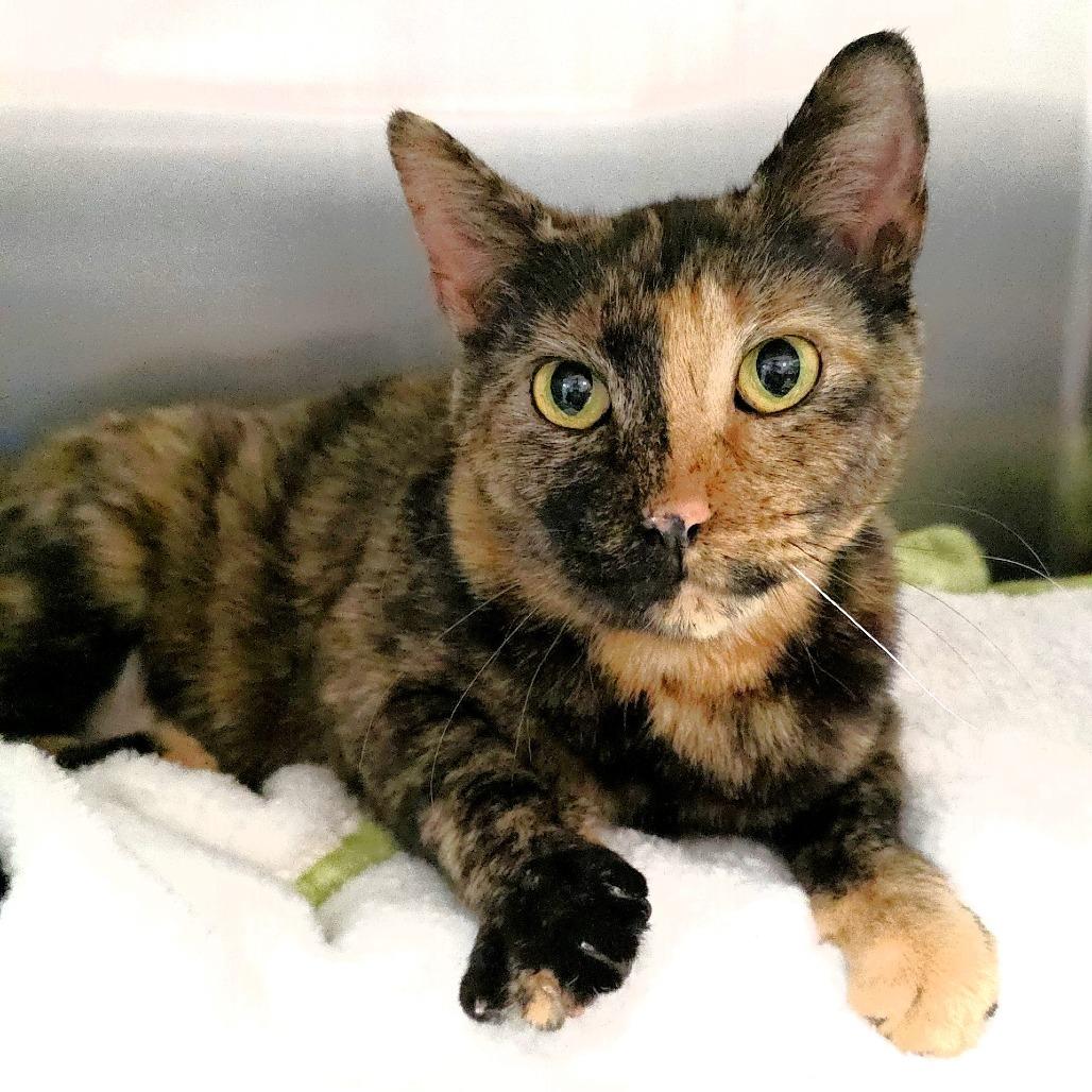 Queenie — thumbnail 3