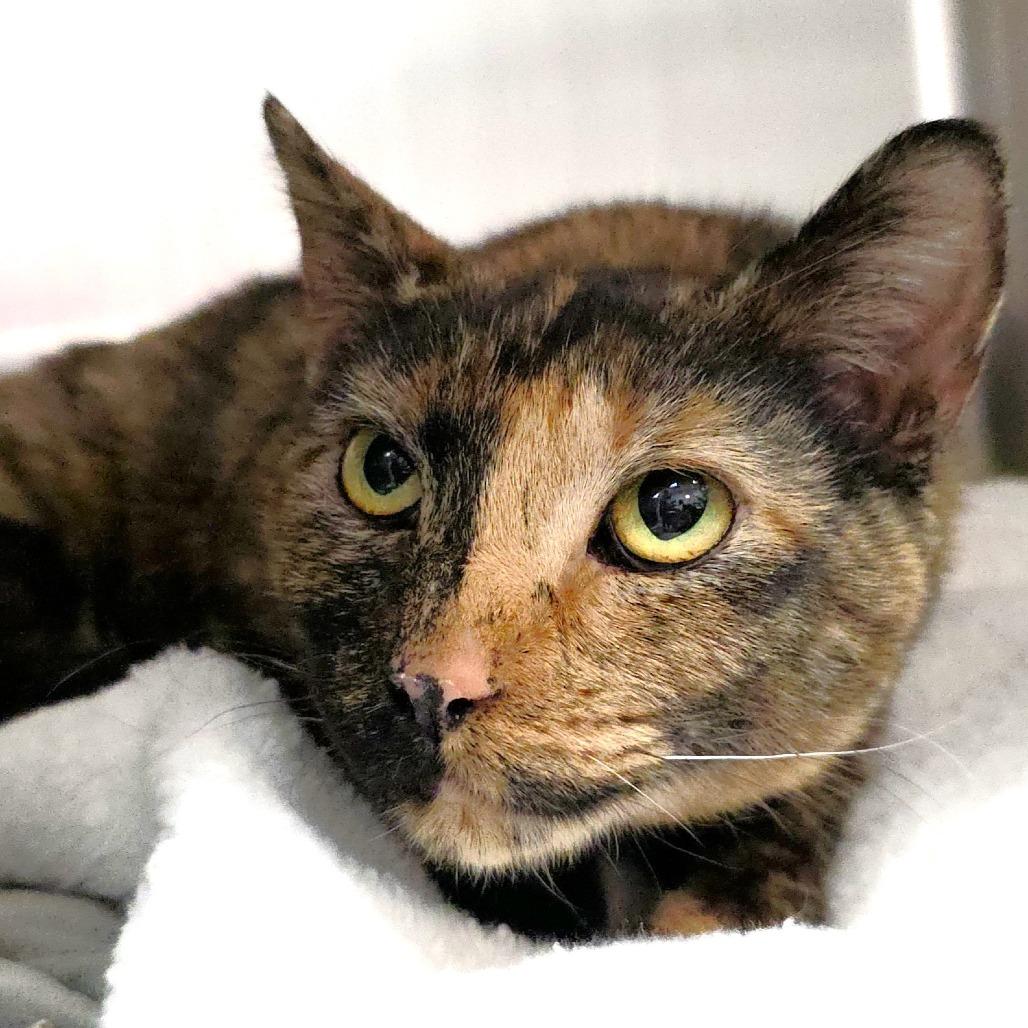 Queenie — thumbnail 4