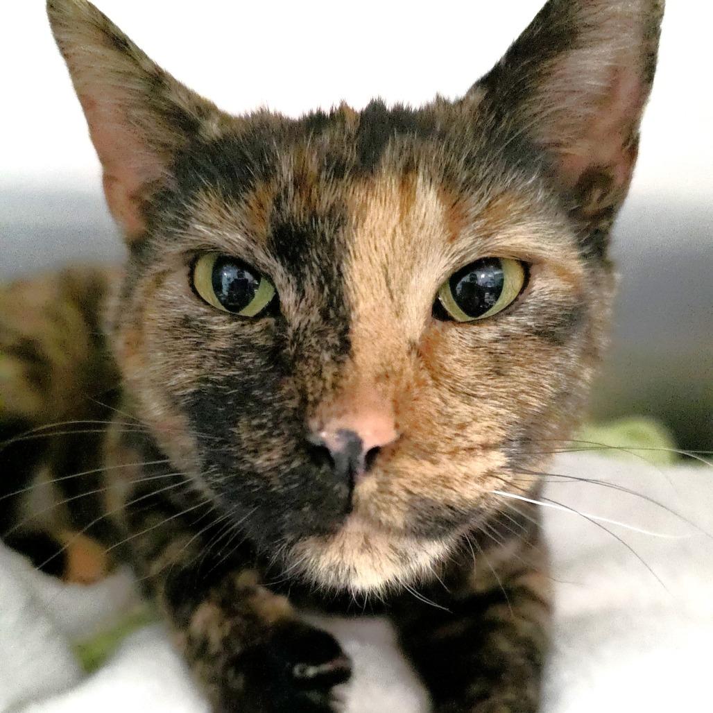 Queenie — thumbnail 5