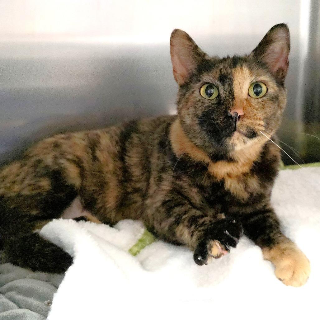 Queenie — thumbnail 6