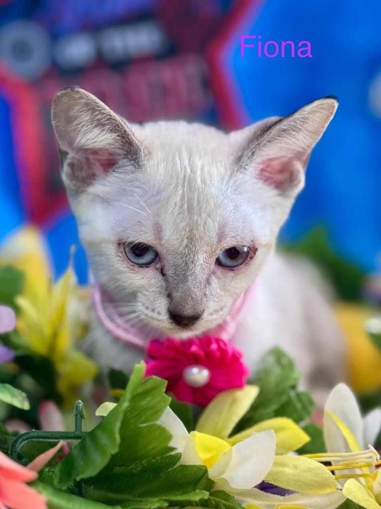 Fiona, Adopted, Young Female Siamese.