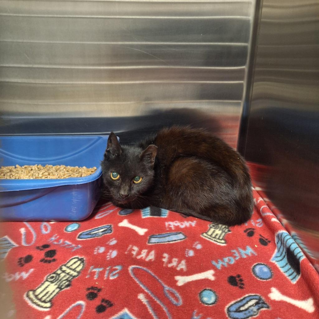 Ardie, Adoptable, Adult Male Domestic Short Hair.