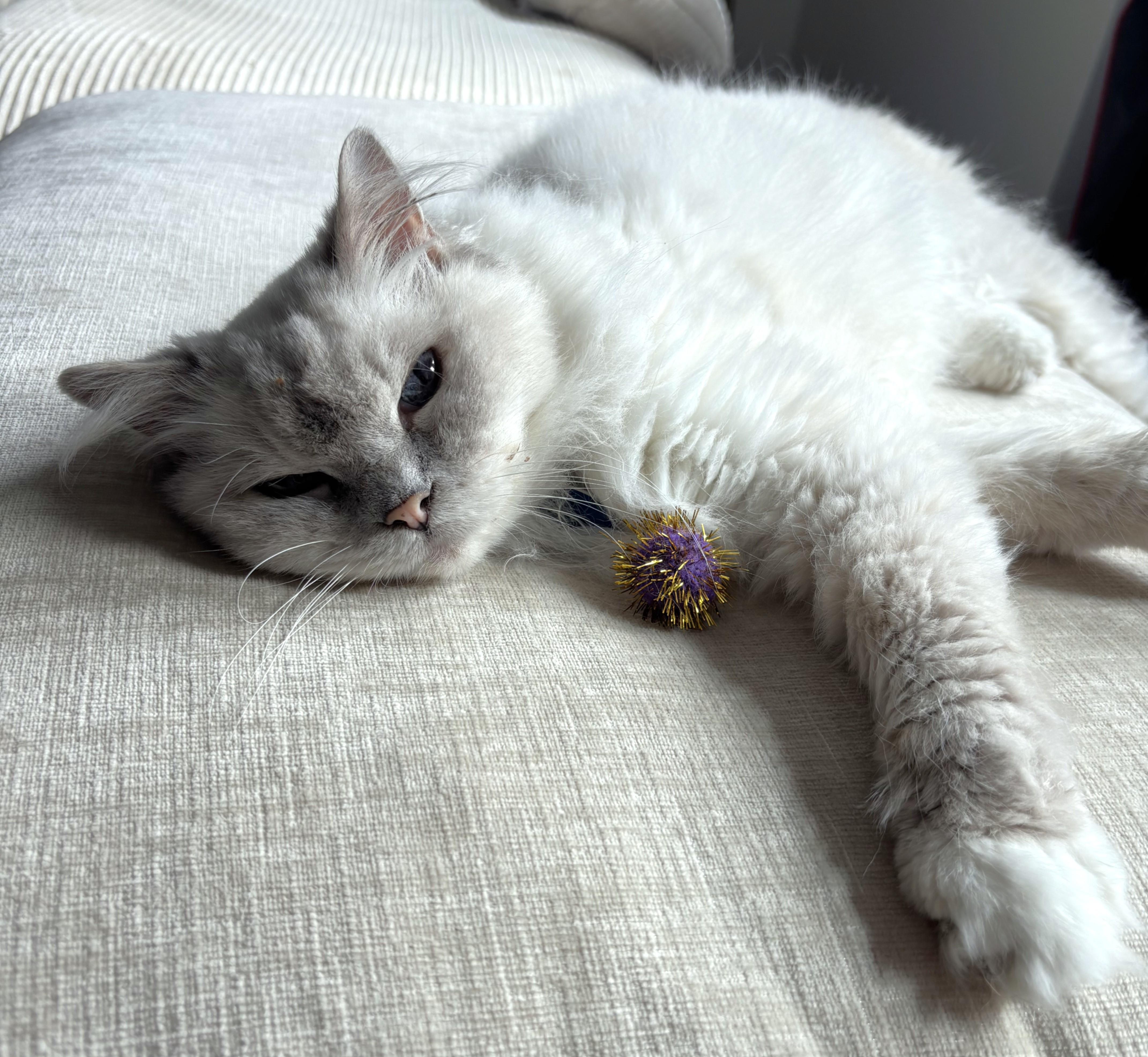 Enlarge Cassie, a Adoptable Himalayan in Monterey, CA image 4/4