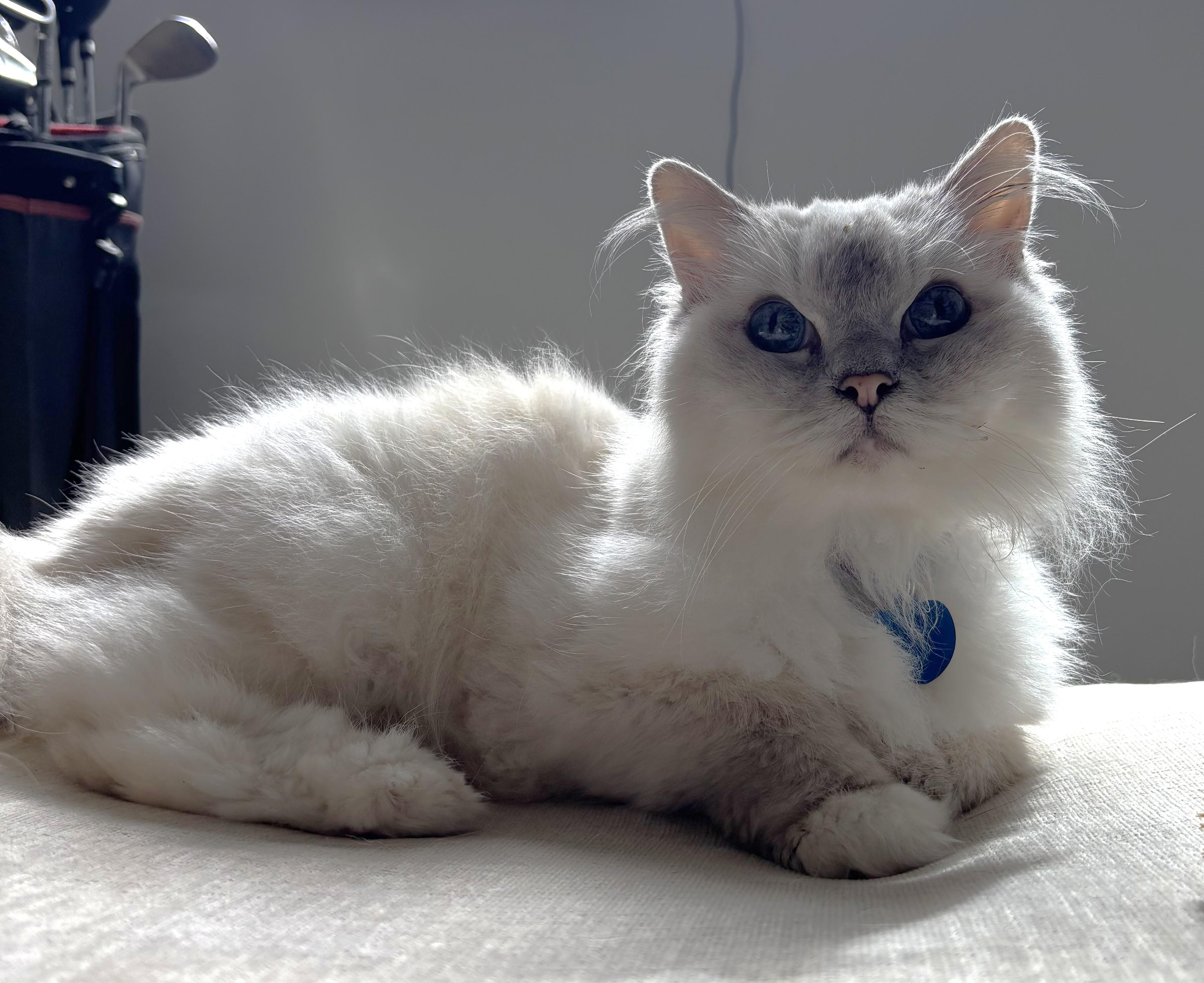 Cassie, Adoptable, Senior Female Himalayan.