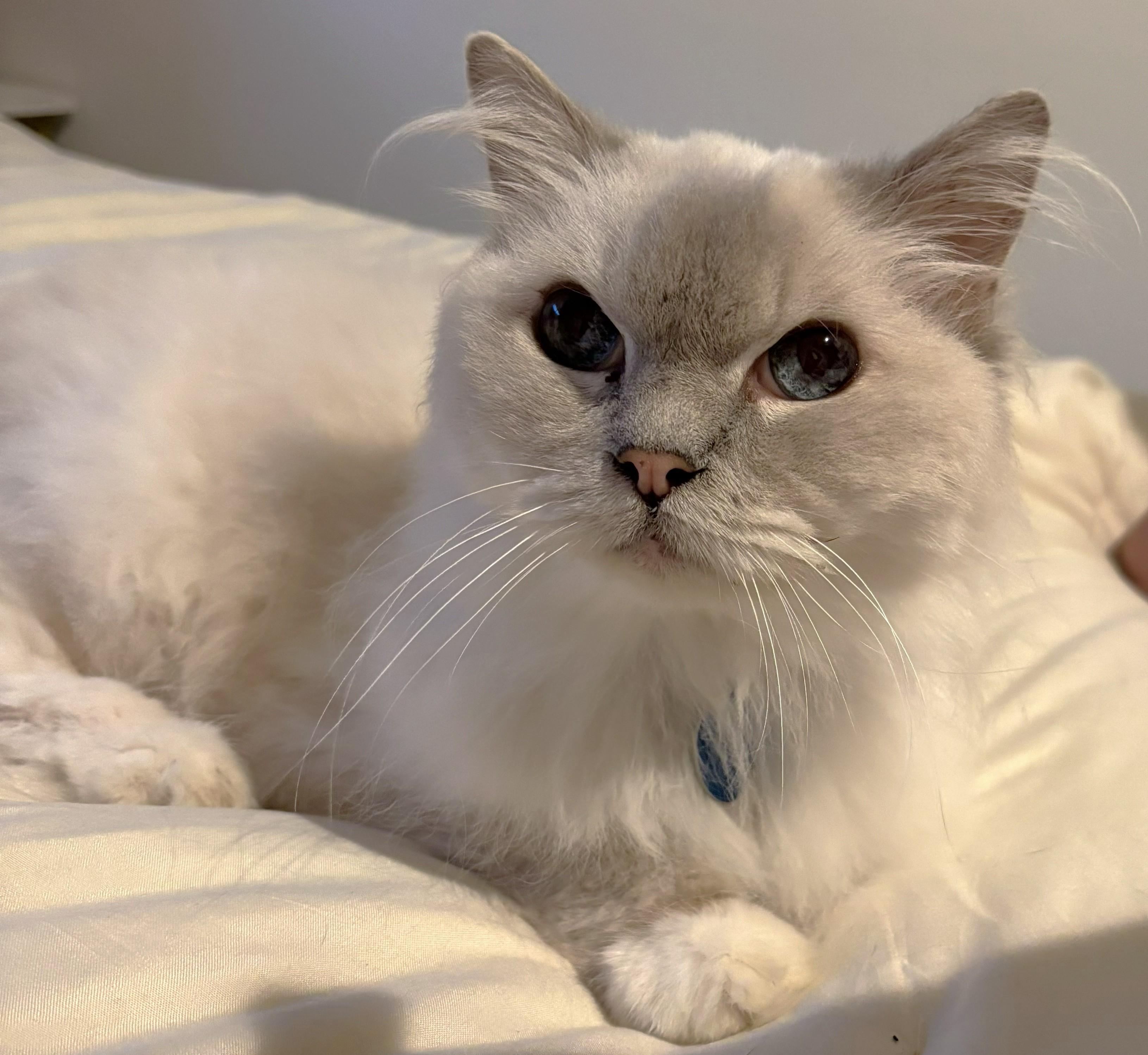 Enlarge Cassie, a Adoptable Himalayan in Monterey, CA image 2/4