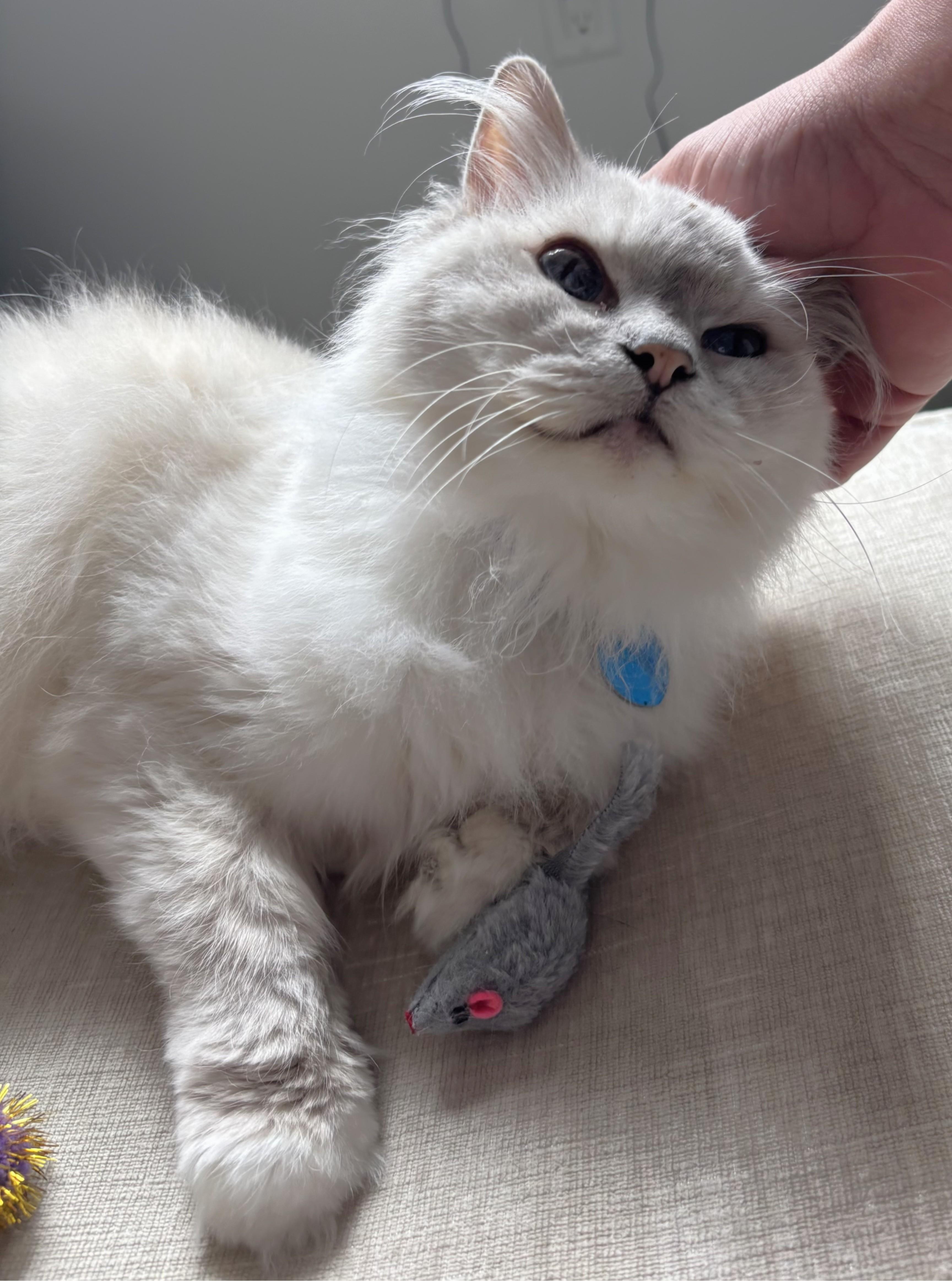 Enlarge Cassie, a Adoptable Himalayan in Monterey, CA image 3/4