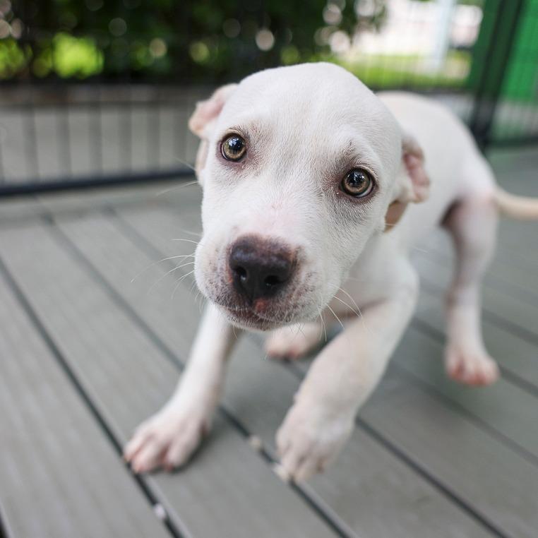 Mickey Mantel, Adoptable, Puppy Male English Bulldog & Mixed Breed.