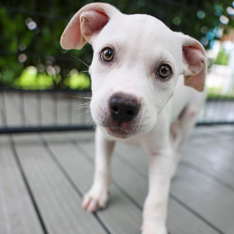 Enlarge Mickey Mantel, a Adoptable mixed breed in Bradenton, FL image 2/2