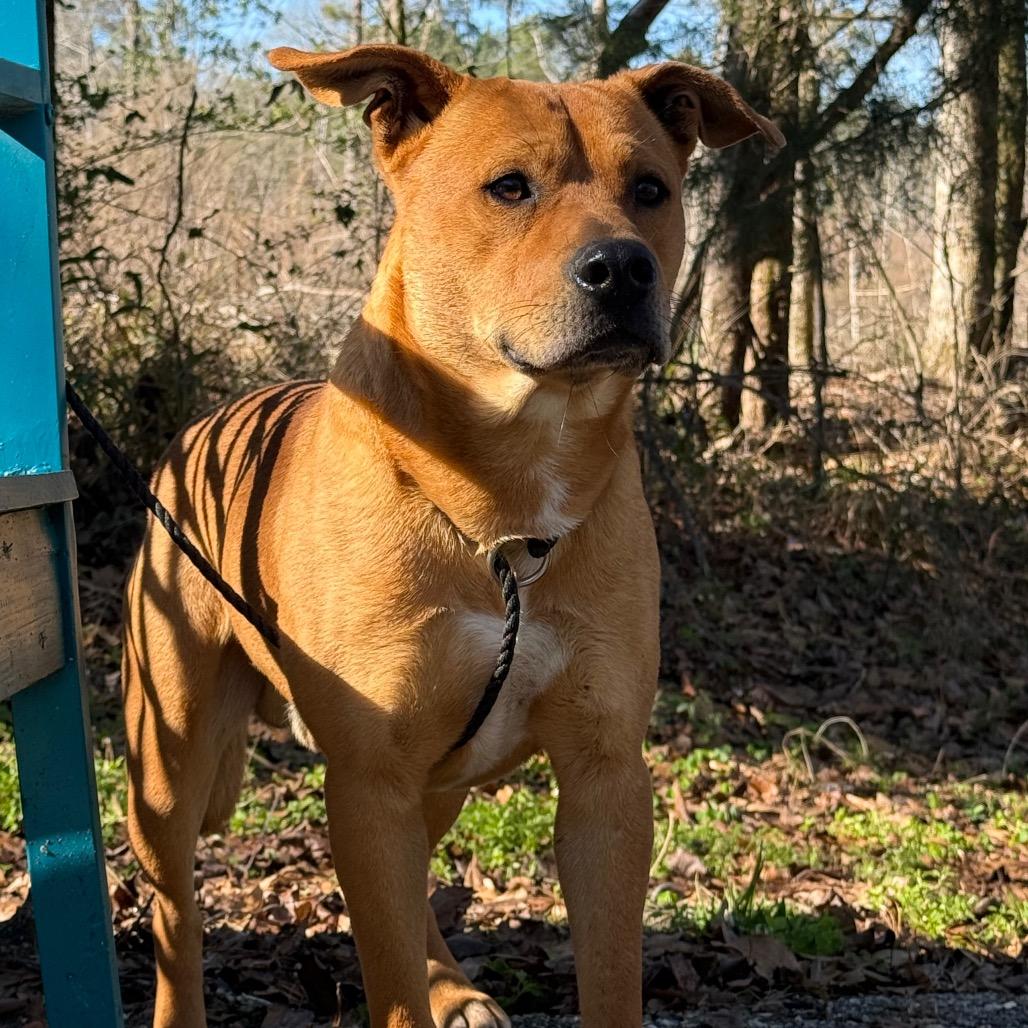Player, Adoptable, Adult Male Mixed Breed.