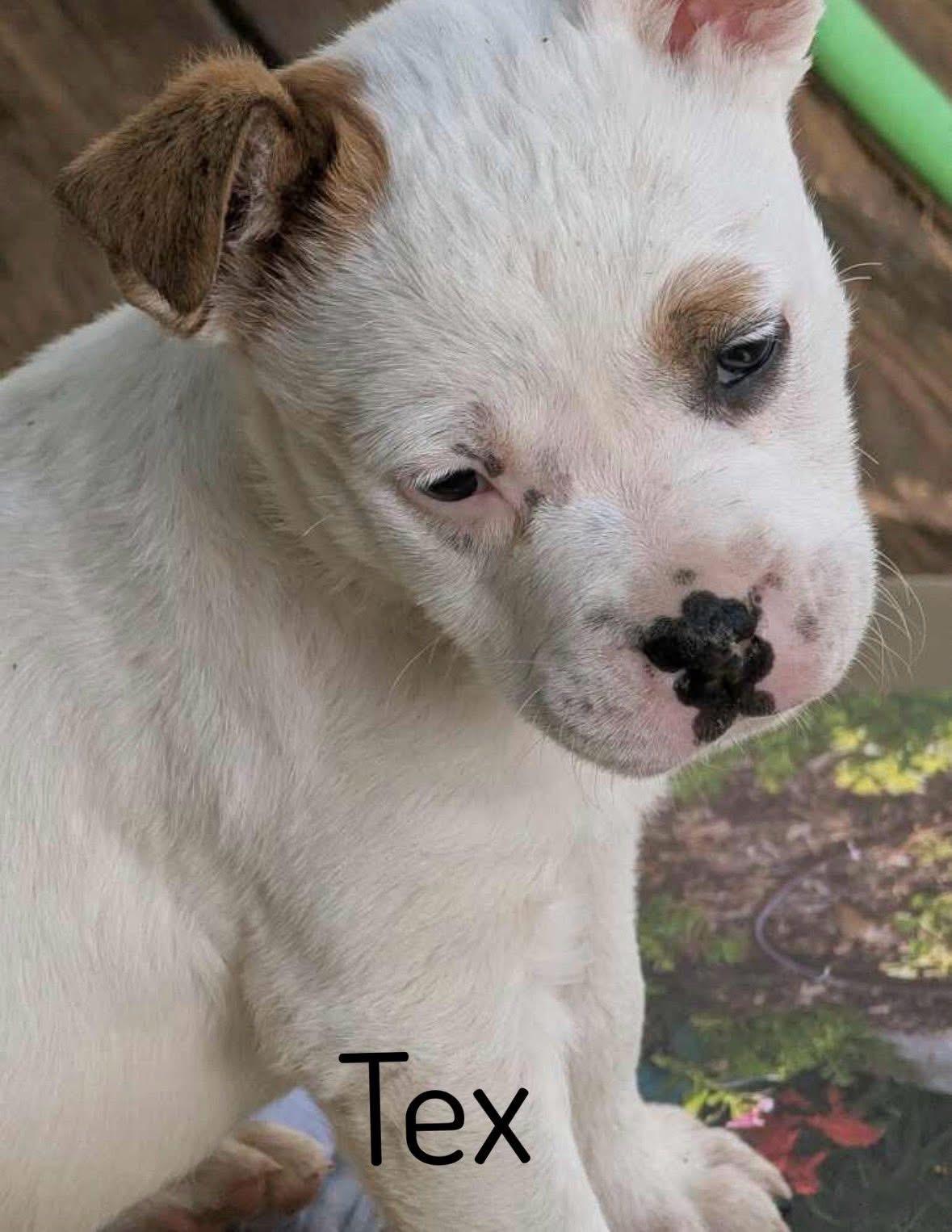 Enlarge Tex, a ADOPTABLE mixed breed in Pembroke, MA image 1/1
