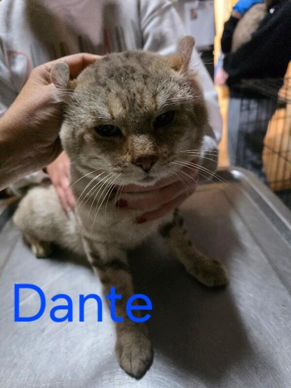 Dante